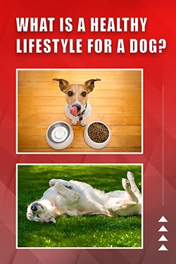 What Is A Healthy Lifestyle For A Dog