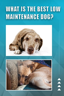 What Is The Best Low Maintenance Dog