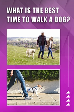 What Is The Best Time To Walk A Dog
