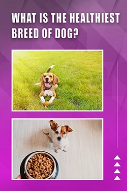 What Is The Healthiest Breed Of Dog
