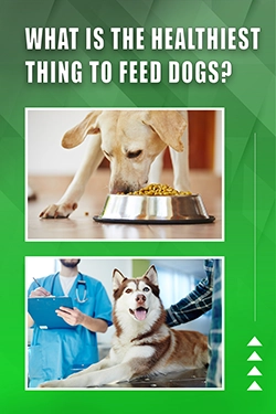 What Is The Healthiest Thing To Feed Dogs