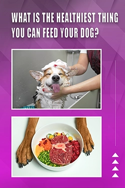 What Is The Healthiest Thing You Can Feed Your Dog