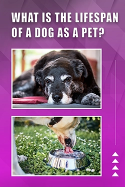 What Is The Lifespan Of A Dog As A Pet