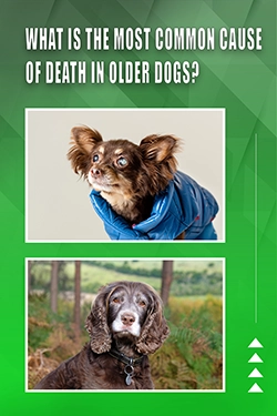 What Is The Most Common Cause Of Death In Older Dogs