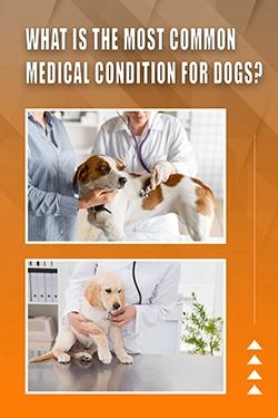 What Is The Most Common Medical Condition For Dogs