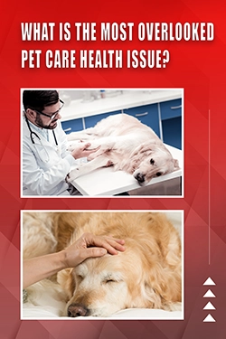 What Is The Most Overlooked Pet Care Health Issue