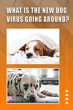 What Is The New Dog Virus Going Around
