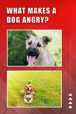 What Makes A Dog Angry