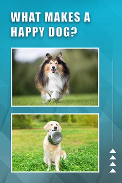 What Makes A Happy Dog?