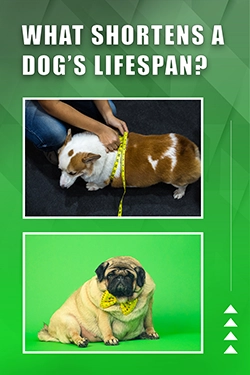 What Shortens A Dog's Lifespan