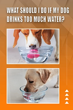 What Should I Do If My Dog Drinks Too Much Water