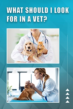 What Should I Look For In A Vet