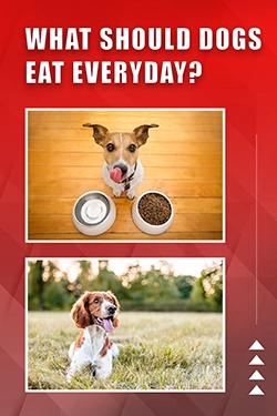 What Should Dogs Eat Everyday