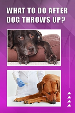 What To Do After Dog Throws Up