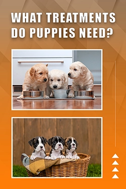 What Treatments Do Puppies Need
