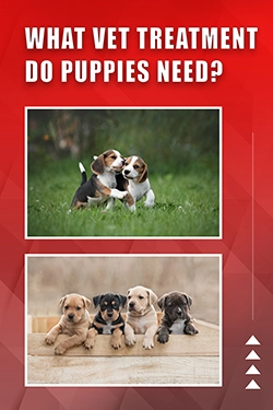 What Vet Treatment Do Puppies Need