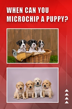 When Can You Microchip A Puppy