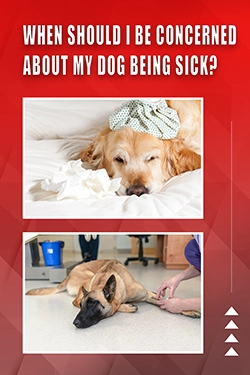 When Should I Be Concerned About My Dog Being Sick