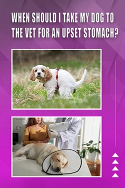 When Should I Take My Dog To The Vet For An Upset Stomach