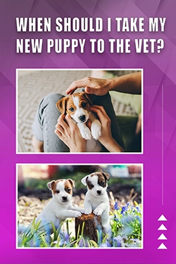 When Should I Take My New Puppy To The Vet
