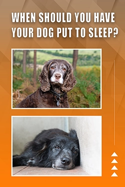 When Should You Have Your Dog Put To Sleep