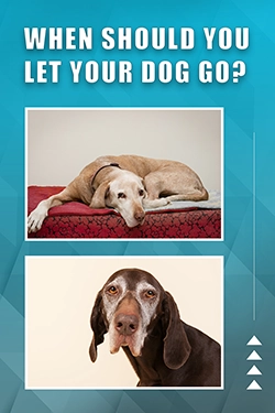 When Should You Let Your Dog Go