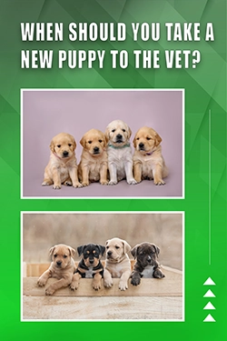 When Should You Take A New Puppy To The Vet