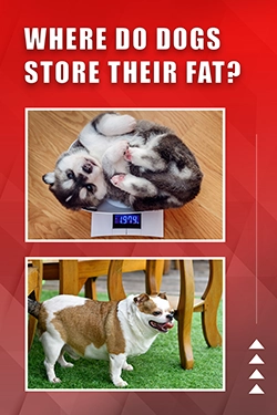 Where Do Dogs Store Their Fat