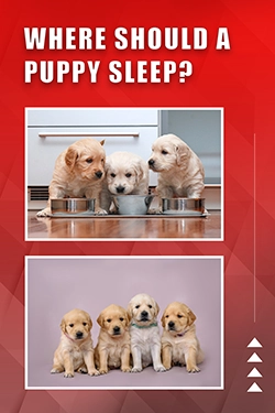 Where Should A Puppy Sleep