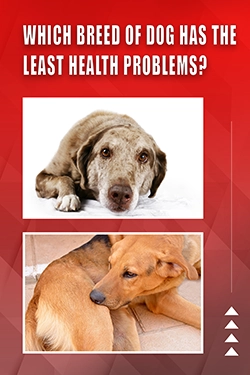 Which Breed Of Dog Has The Least Health Problems