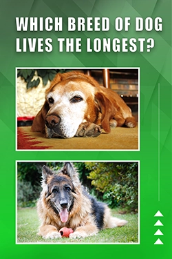 Which Breed Of Dog Lives The Longest