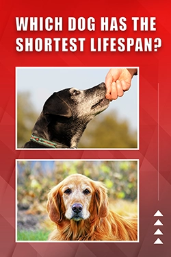 Which Dog Has The Shortest Lifespan