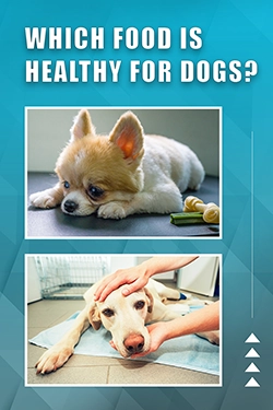 Which Food Is Healthy For Dogs