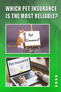 Which Pet Insurance Is The Most Reliable