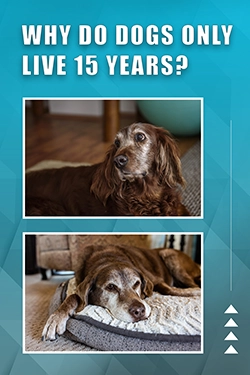 Why Do Dogs Only Live 15 Years