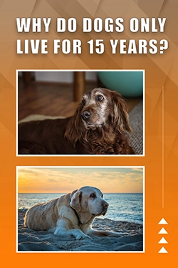 Why Do Dogs Only Live For 15 Years