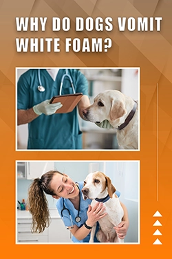 Why Do Dogs Vomit White Foam