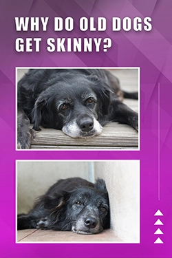 Why Do Old Dogs Get Skinny