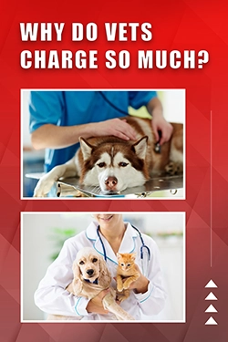 Why Do Vets Charge So Much