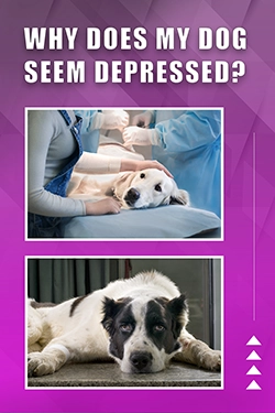 Why Does My Dog Seem Depressed