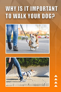 Why Is It Important To Walk Your Dog