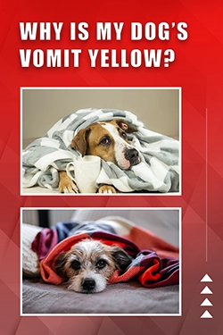 Why Is My Dog's Vomit Yellow