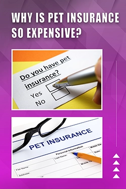 Why Is Pet Insurance So Expensive