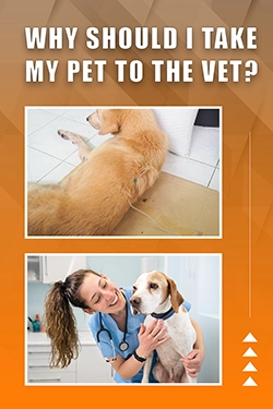 Why Should I Take My Pet To The Vet