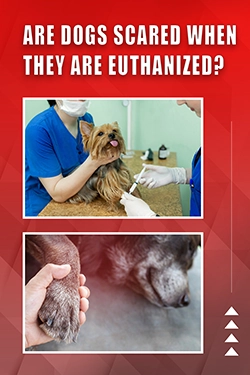 Are Dogs Scared When They Are Euthanized