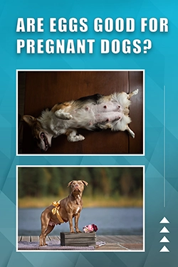 Are Eggs Good For Pregnant Dogs