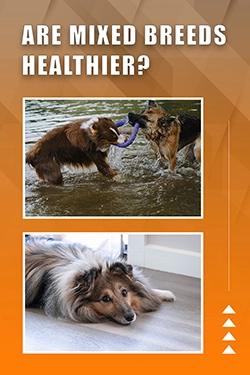 Are Mixed Breeds Healthier