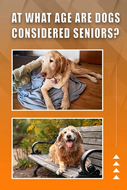At What Age Is A Dog Considered To Be A Senior Dog