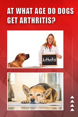 At What Age Do Dogs Get Arthritis