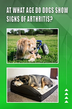 At What Age Do Dogs Show Signs Of Arthritis